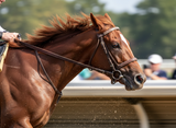 Racehorses rounding the turn